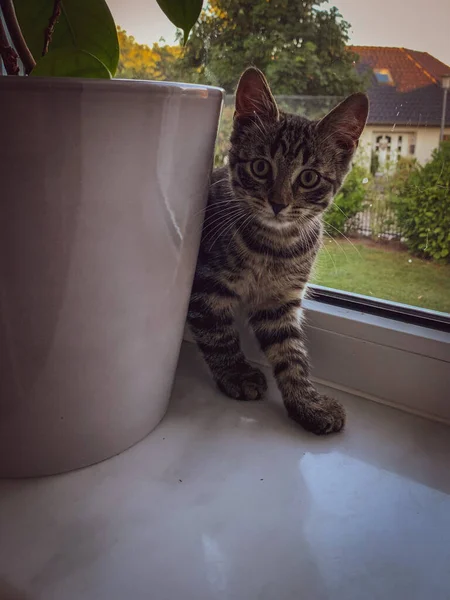 Small Grey Cat Curiously Looks Out Flower Pot — Stock Photo, Image