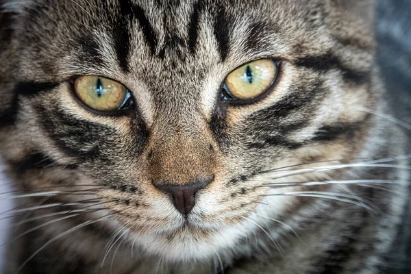 Pequeño Gato Taquigráfico Europeo Gris Sentado Relajado Sofá — Foto de Stock