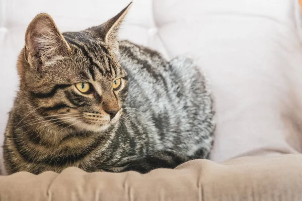 Pequeño Gato Taquigráfico Europeo Gris Sentado Relajado Sofá — Foto de Stock