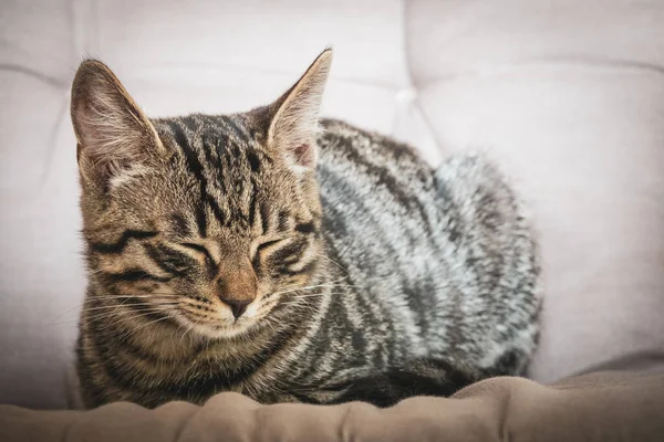 Pequeño Gato Taquigráfico Europeo Gris Sentado Relajado Sofá — Foto de Stock