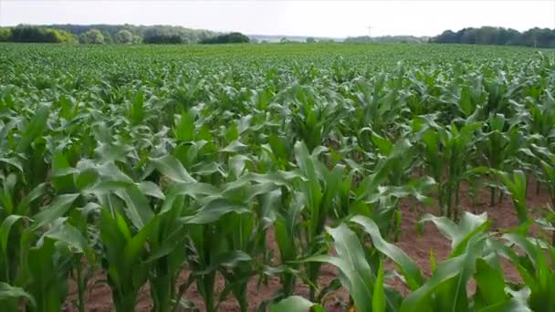 Egy Zöld Kukoricamező Nyáron — Stock videók