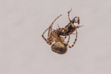 Büyük bir kuş sürüsü Baltık Denizi üzerinde uçuyor.