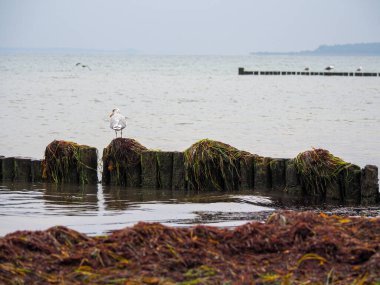 Büyük bir kuş sürüsü Baltık Denizi üzerinde uçuyor.