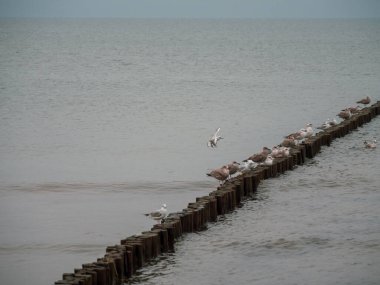 Büyük bir kuş sürüsü Baltık Denizi üzerinde uçuyor.