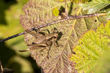 Kahverengi bir çalı böceği kahverengi bir yaprağın üzerinde iyi kamufle olur.