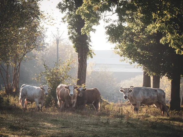 牧草地の朝の日差しの中に立つ4頭の牛 — ストック写真