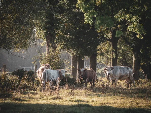 牧草地の朝の日差しの中に立つ4頭の牛 — ストック写真