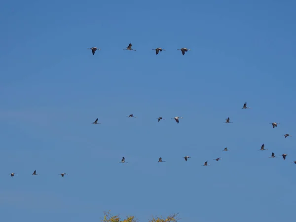 Muchas Grúas Vuelan Formación Cielo Azul —  Fotos de Stock