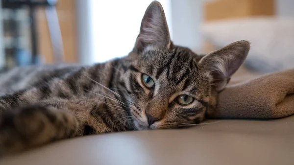 Gato Casa Europeu Cinza Jaz Cansado Sofá Couro Olha Para — Fotografia de Stock