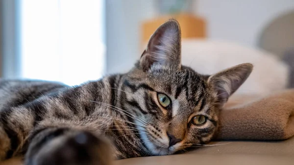 Gatto Grigio Europeo Trova Stanco Divano Pelle Guarda Nella Fotocamera — Foto Stock