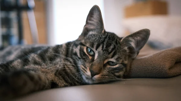 Gato Casa Europeo Gris Yace Cansado Sofá Cuero Mira Cámara — Foto de Stock