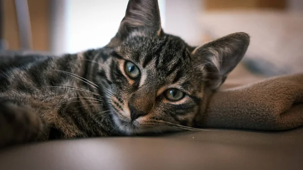 Gato Casa Europeo Gris Yace Cansado Sofá Cuero Mira Cámara — Foto de Stock