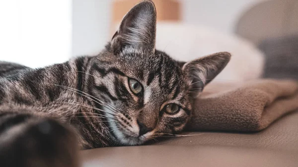 Gato Casa Europeo Gris Yace Cansado Sofá Cuero Mira Cámara — Foto de Stock