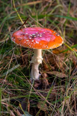 Gürültülü kırmızı şapkasıyla orman zemininde duran büyük zehirli bir mantar.