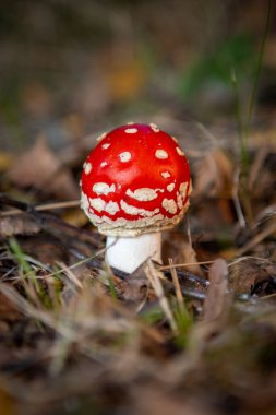 Gürültülü kırmızı şapkasıyla orman zemininde duran küçük zehirli bir mantar.