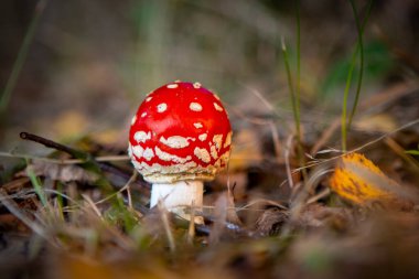 Gürültülü kırmızı şapkasıyla orman zemininde duran küçük zehirli bir mantar.