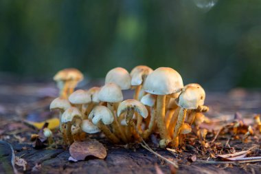 Ağaç kütüğünde bir grup mantar yetişiyor.