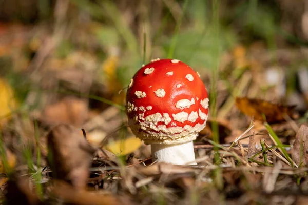 在森林的地板上 有一个红色的帽子的有毒的小毒菌毒菌 — 图库照片