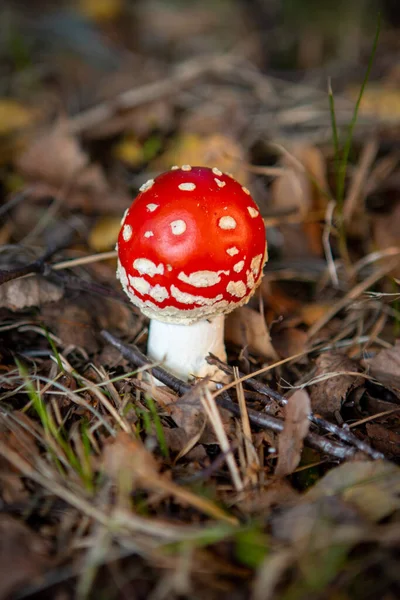 在森林的地板上 有一个红色的帽子的有毒的小毒菌毒菌 — 图库照片