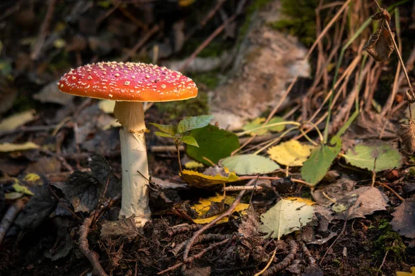 在森林的地板上站着一个巨大的毒菌毒菌毒菌毒菌 — 图库照片