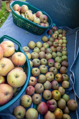 Birçok olgun elma sepetlerde tekerlek doldurucu küreğin içinde duruyor.