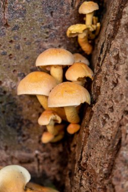 Bir ağaç gövdesinde küçük sarı bir ağaç mantarı yetişir.