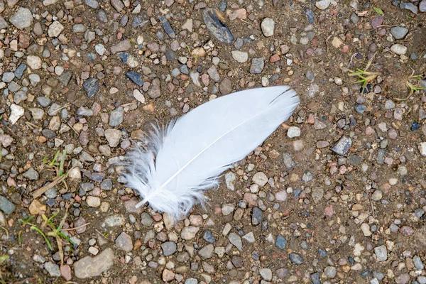 on the floor lies a single white feather