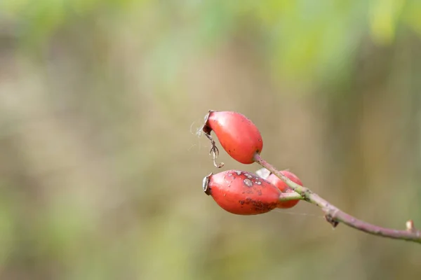 Zbliżenie Dojrzałych Bioder Róży Jesienią — Zdjęcie stockowe