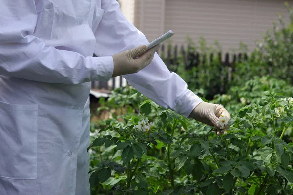 Female lab technician studies growth of potatoes on an experimental site.