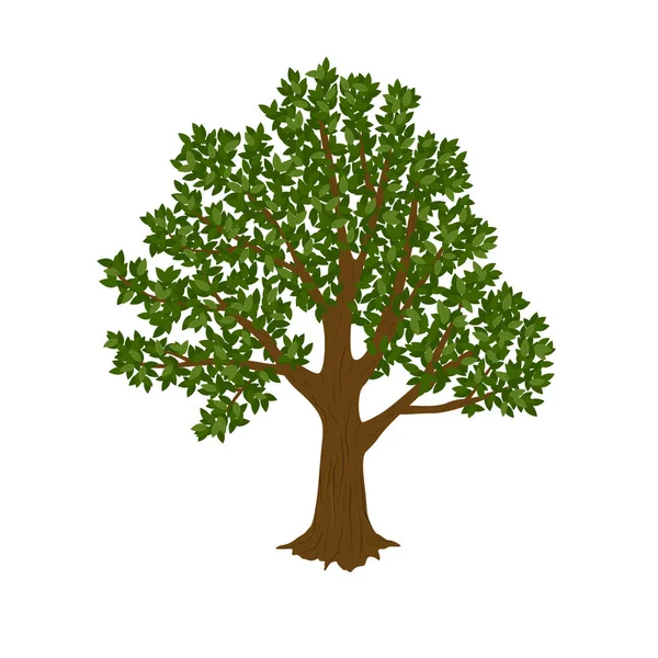 Baum Isoliert Auf Weißem Hintergrund Vektorillustration — Stockvektor