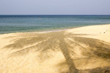 Palmiye ağacının gölgesi