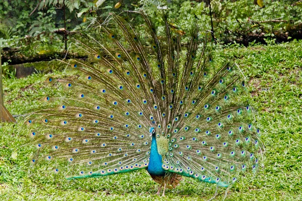 Peacock Dissout Queue — Photo