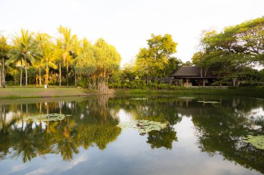 Sudaki tropik ağaçların yansıması