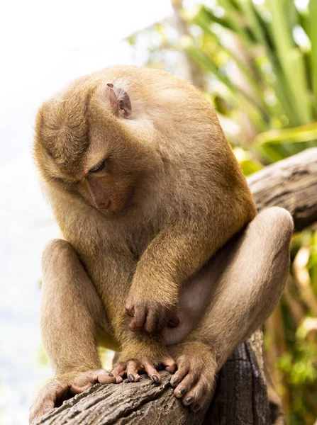 Wild monkey scratching his paw. The Island Of Phuket — Stock Photo, Image