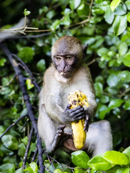 Wild monkey eating banana. The Island Of Phuket — Stock Photo, Image