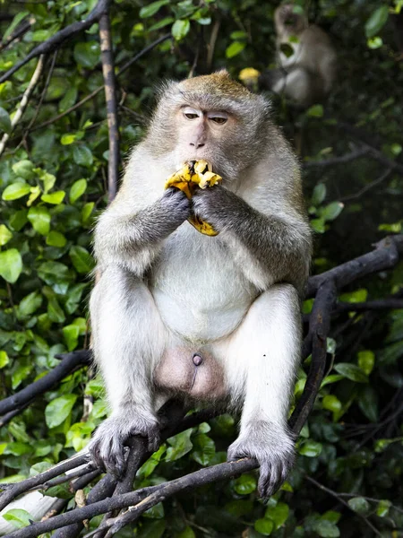 Wild monkey eating banana. The Island Of Phuket — Stock Photo, Image