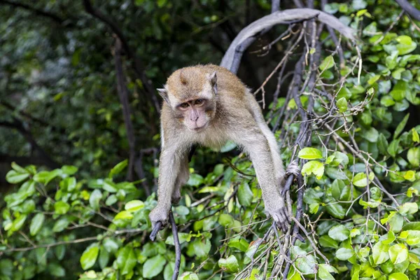 A wild monkey stands on the branches. The Island Of Phuket — Stock Photo, Image