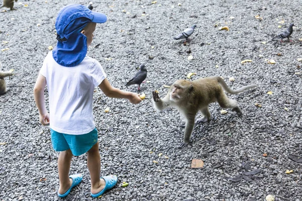 The little boy gives the monkey a banana — Stock Photo, Image