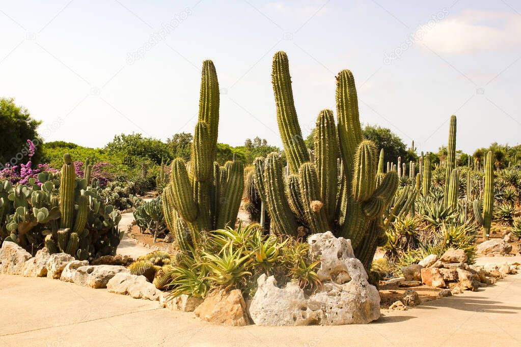 Cactus Park on the island of Mallorca