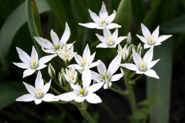 Tüm görkemiyle güzel bahar çiçekleri