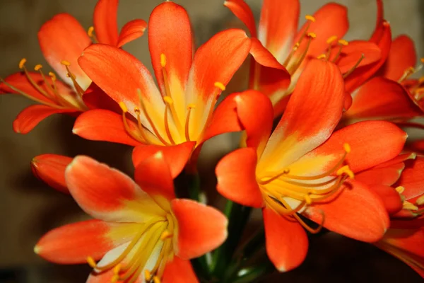 Lindas Flores Hiperastrum Primavera Toda Sua Glória — Fotografia de Stock