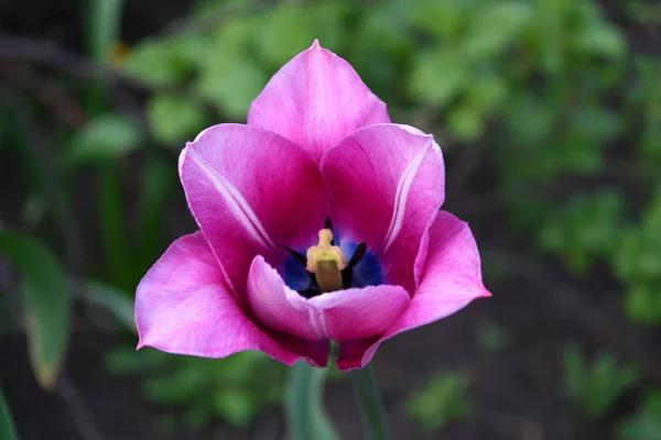 Hermosa Flor Tulipán Rosa Primavera Día Soleado Primavera — Foto de Stock