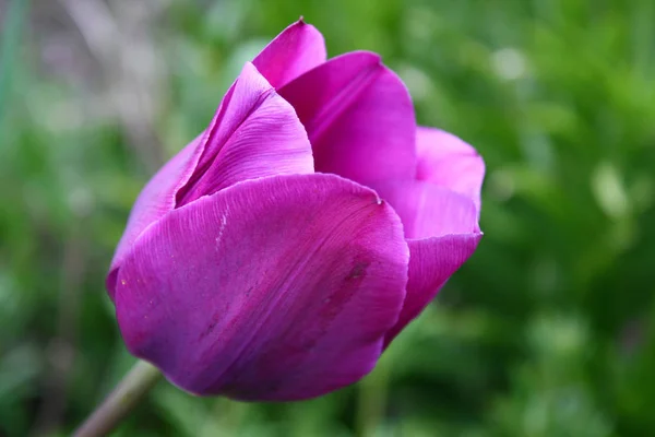 Hermosa Flor Tulipán Rosa Primavera Día Soleado Primavera — Foto de Stock