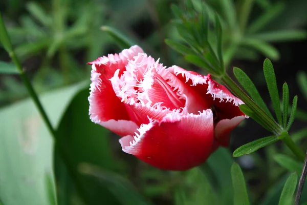 Schöne Frühlingsblüte Roter Tulpen Einem Sonnigen Frühlingstag — Stockfoto