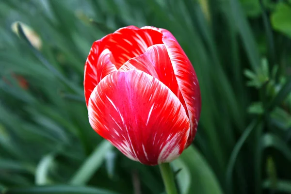 Hermosa Flor Tulipán Rojo Primavera Día Soleado Primavera — Foto de Stock