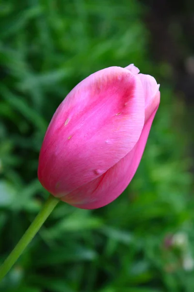 Hermosa Flor Tulipán Rosa Primavera Día Soleado Primavera — Foto de Stock