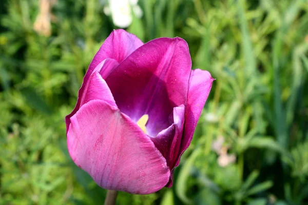 Schöne Frühlingstulpenblüte Einem Sonnigen Frühlingstag — Stockfoto