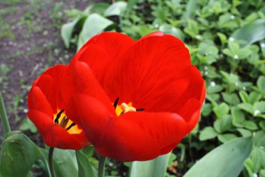 Güneşli bir günde güzel iki kırmızı bahar Lale çiçek