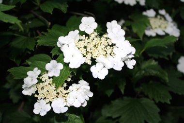 Güneşli bir günde güzel Viburnum Bloom