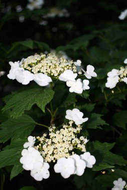 Güneşli bir günde güzel Viburnum Bloom